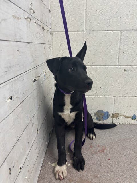 Mark - Pit Bull Terrier
