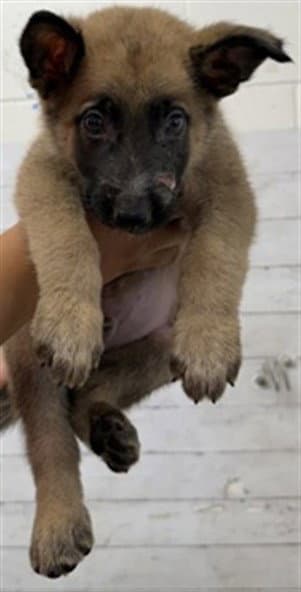 Kenny - Belgian Shepherd Malinois