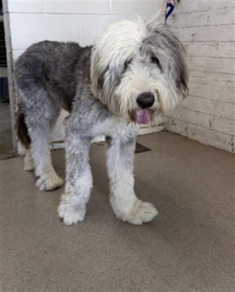 Bruce - Old English Sheepdog