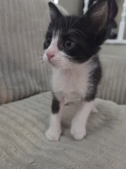 Oreo image 1
