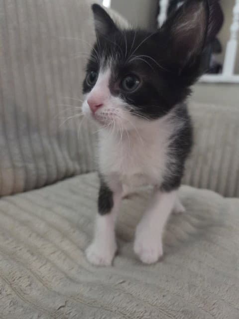 Oreo - Domestic Short Hair