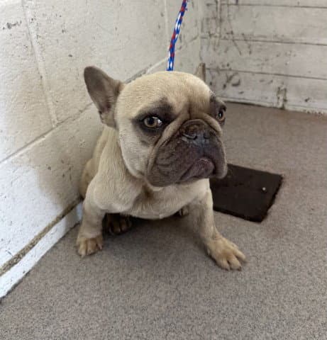 London - French Bulldog