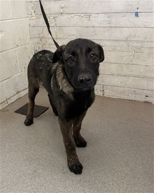 Grover - German Shepherd Dog
