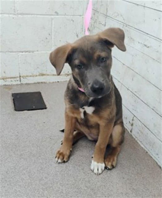 Margo - Pit Bull Terrier