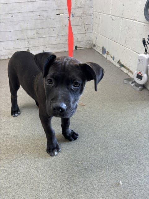 Brisket - Pit Bull Terrier