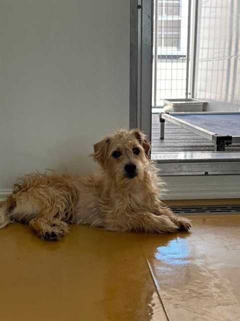 Aj - Terrier