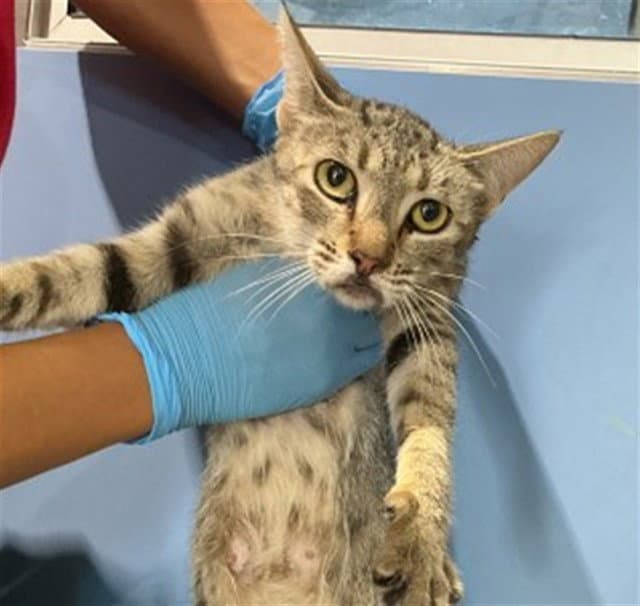 Honey Bun - Domestic Short Hair