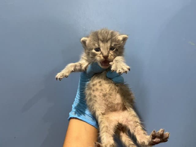 Rainbow - Domestic Short Hair