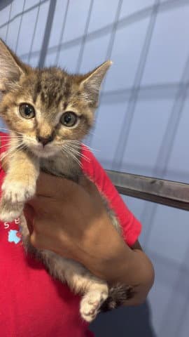 Harper - Domestic Short Hair