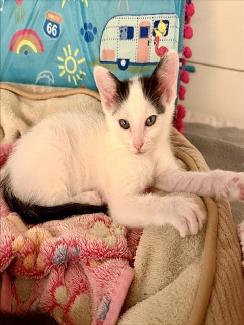Connor - Domestic Short Hair