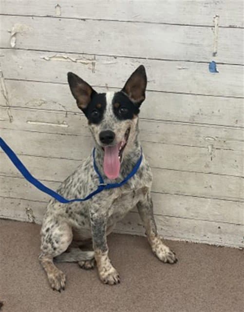 Uno - Australian Cattle Dog/Blue Heeler
