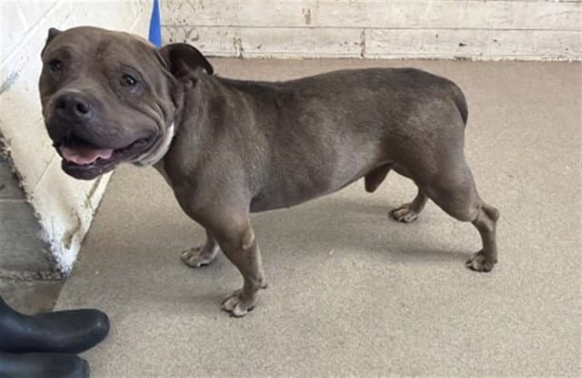 Remmington - Pit Bull Terrier