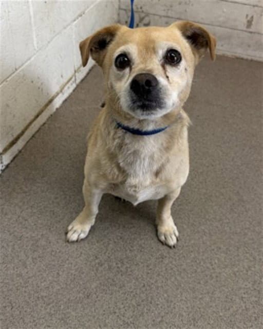 Bentley - Chihuahua