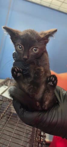 Mira - Domestic Short Hair