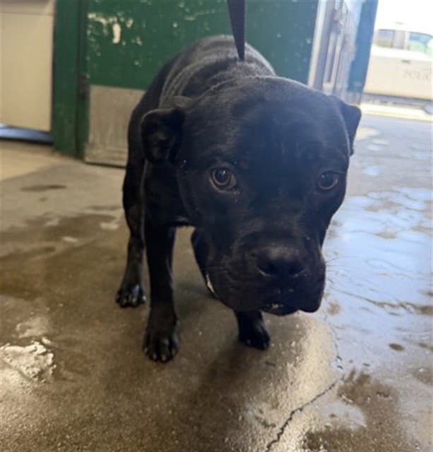 Ralph - Pit Bull Terrier