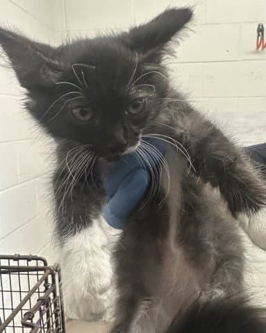 Twilight - Domestic Medium Hair