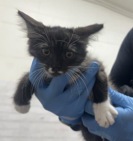 Starie - Domestic Medium Hair