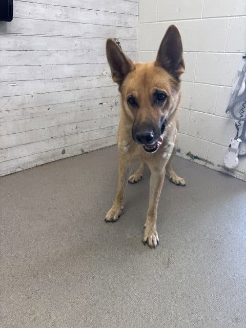 Thor - German Shepherd Dog