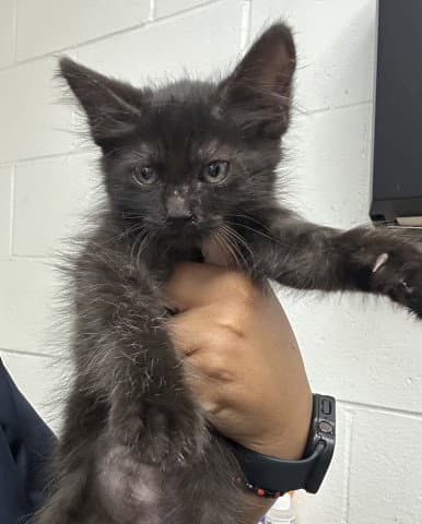 Milkyway - Domestic Medium Hair