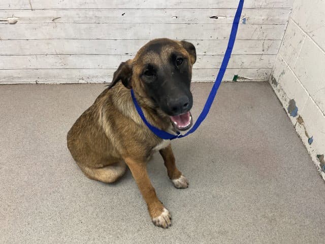 Jessica - German Shepherd Dog