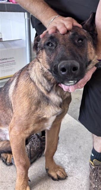 Luke Cage - German Shepherd Dog