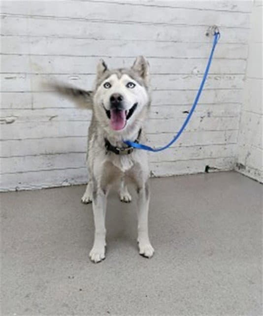 Storm - Siberian Husky