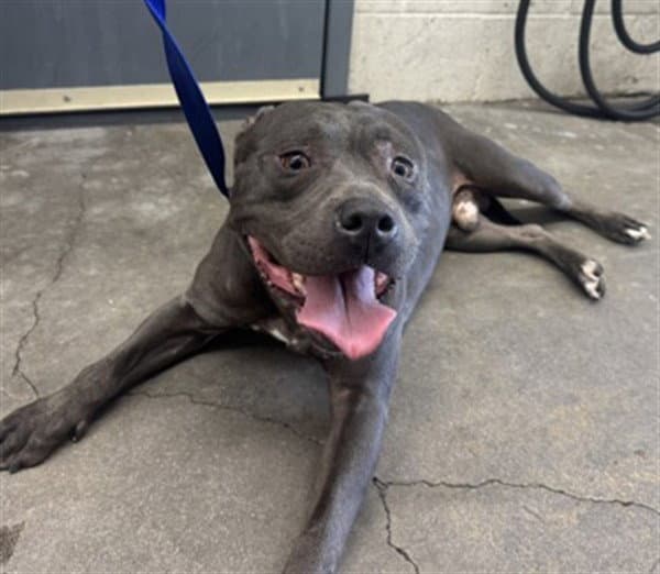 Hulk - Pit Bull Terrier