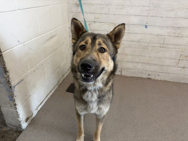 Nova - German Shepherd Dog