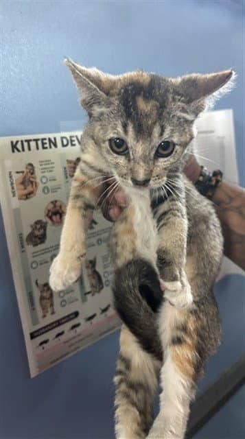 Lily - Domestic Short Hair