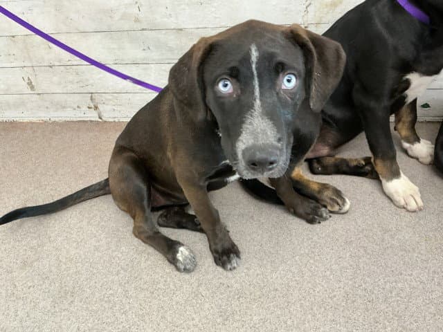 Harley - Labrador Retriever