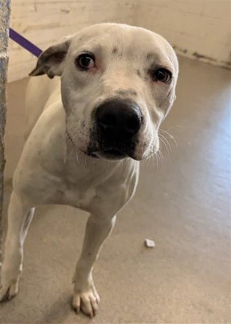 Aster - Pit Bull Terrier