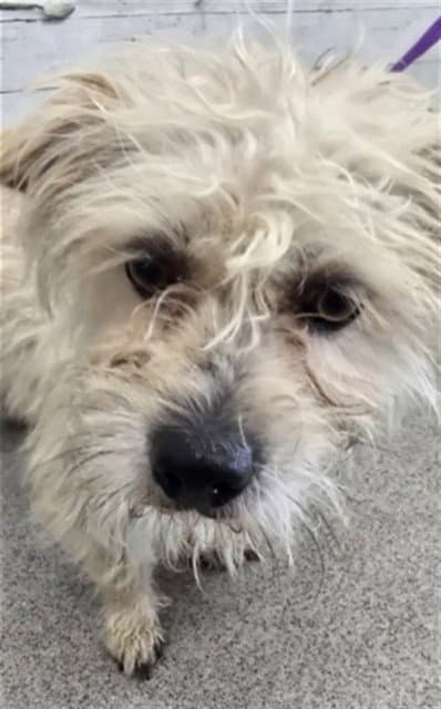 Cheese - Terrier