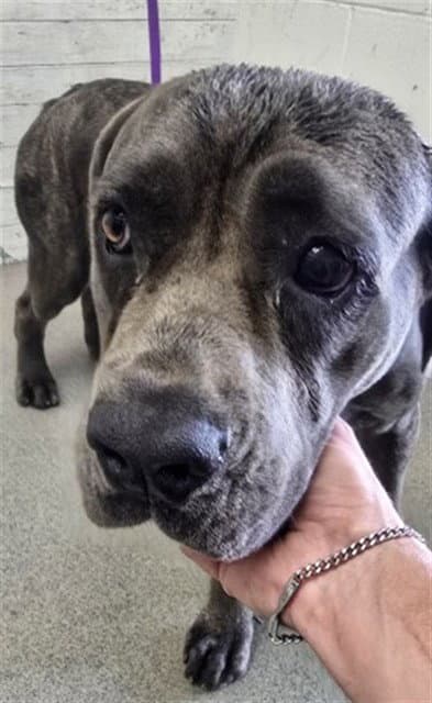 Sunflower - Mastiff