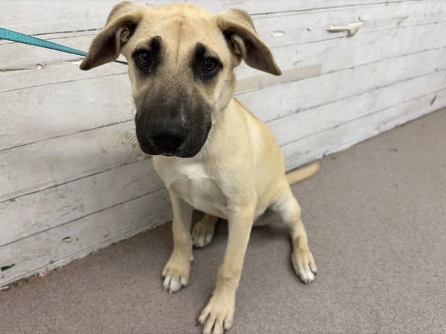 Daisy - Labrador Retriever