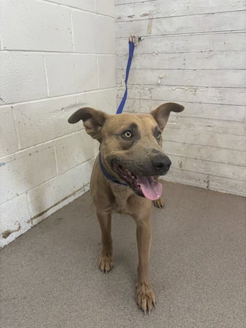Mango - Pit Bull Terrier