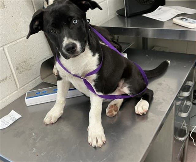 Cutie Patootie - Pit Bull Terrier