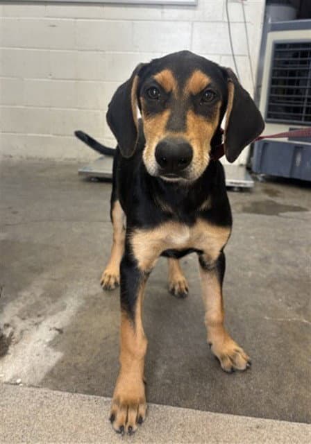 Boopster - Doberman Pinscher