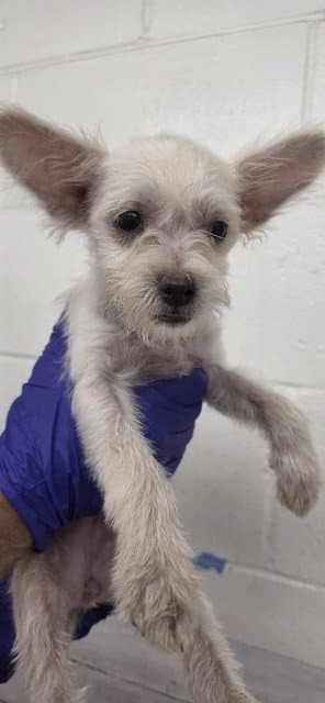 Snow White - Terrier