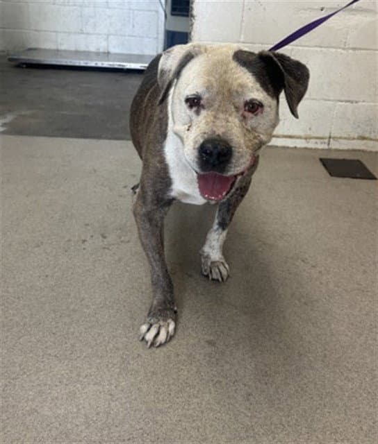 Moochie - Pit Bull Terrier