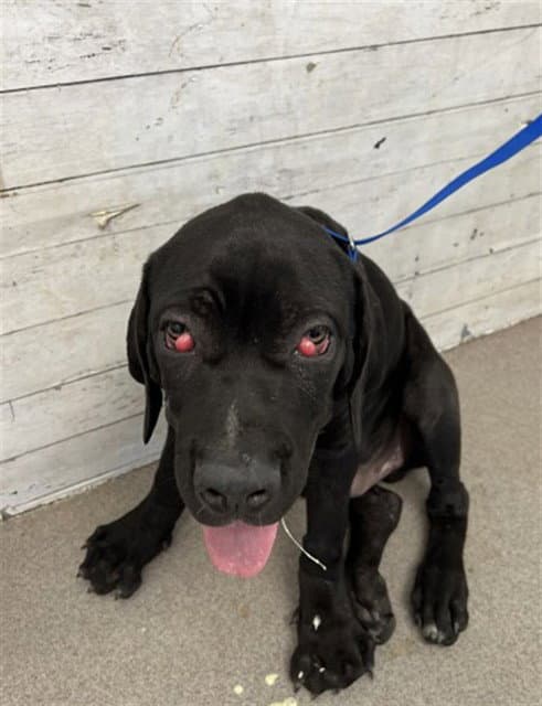 Snuggle Bug - Cane Corso Mastiff