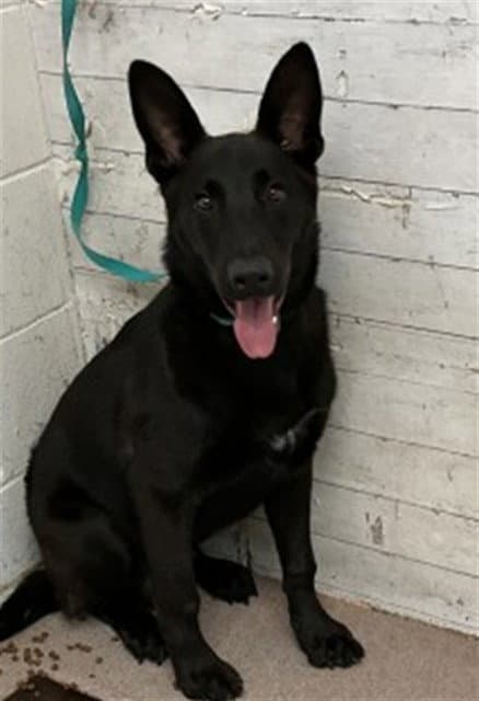 Sir Licks-A-Lot - German Shepherd Dog