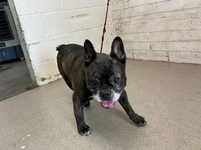 Grampy - French Bulldog