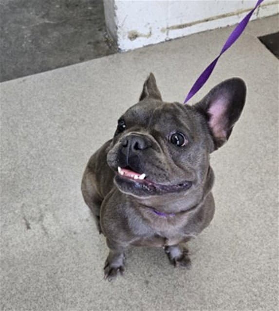 Pawdrey Hepburn - French Bulldog