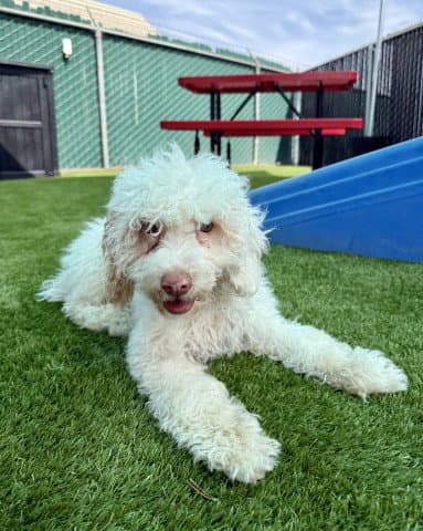 Captain Fluffernutter - Poodle (Miniature)