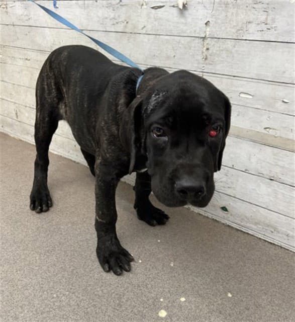 Mary Puppins - Cane Corso Mastiff