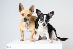 Bonded Pair - Ryver  Ryder image 1