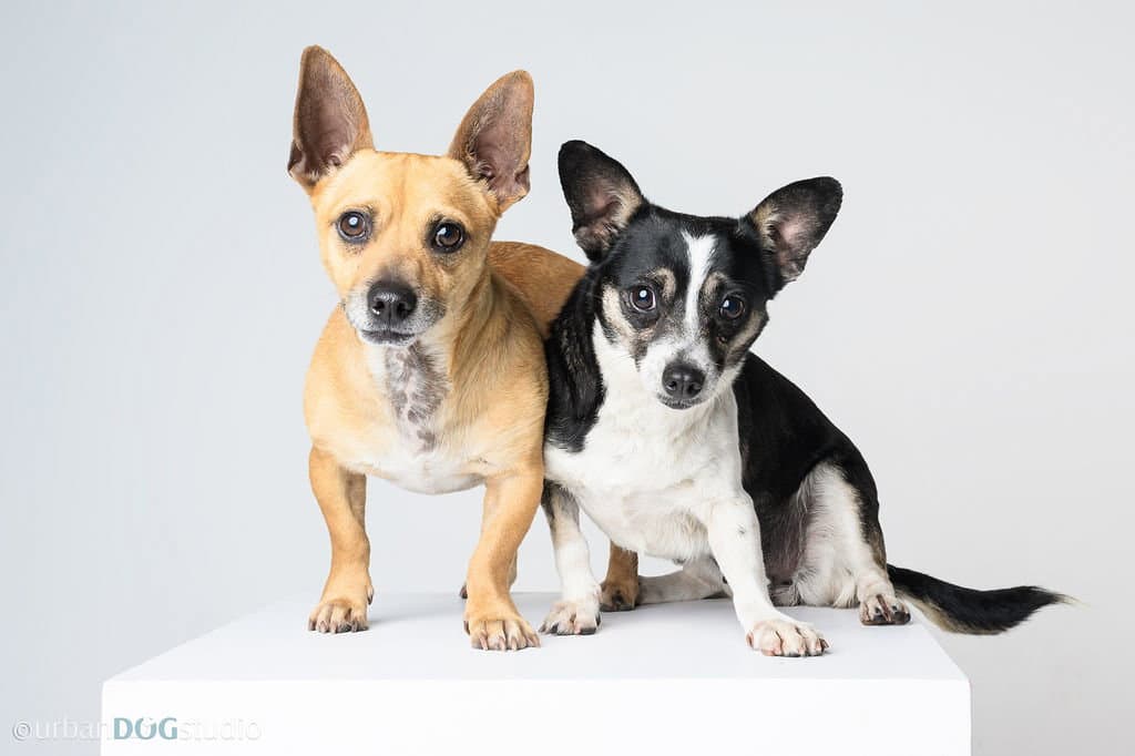Bonded Pair - Ryver  Ryder - Chihuahua