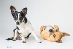 Bonded Pair - Ryver  Ryder image 2