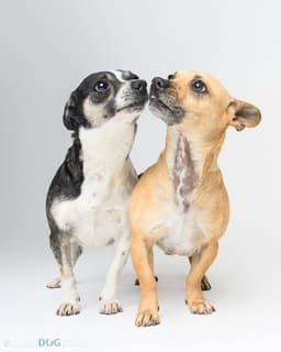 Bonded Pair - Ryver  Ryder image 3