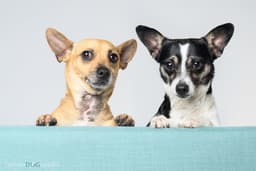 Bonded Pair - Ryver  Ryder image 4